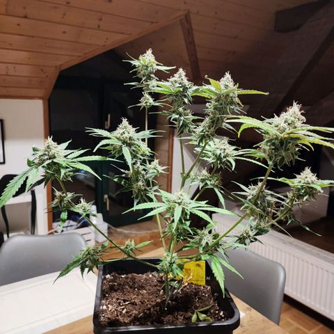 Strawberry Gorilla Auto  growlog timeline photo