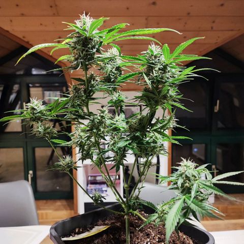 Strawberry Gorilla Auto  growlog timeline photo