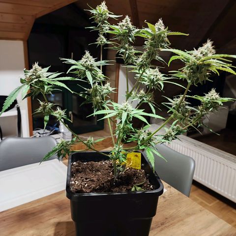 Strawberry Gorilla Auto  growlog timeline photo