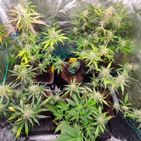 Strawberry Gorilla Auto  growlog timeline photo