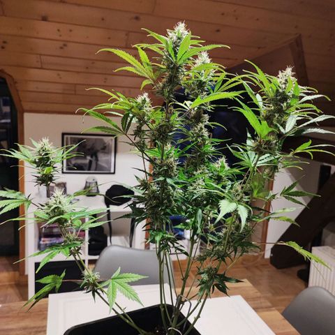 Strawberry Gorilla Auto  growlog timeline photo