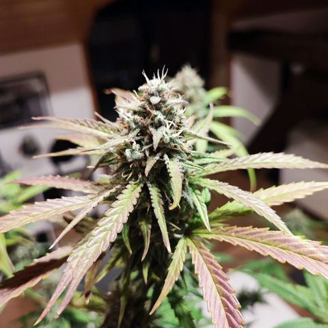 Strawberry Gorilla Auto  growlog timeline photo