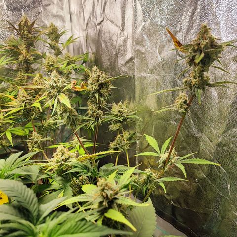 Strawberry Gorilla Auto  growlog timeline photo