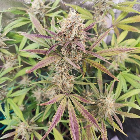 Strawberry Gorilla Auto  growlog timeline photo