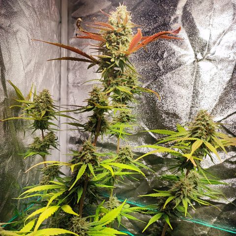 Strawberry Gorilla Auto  growlog timeline photo