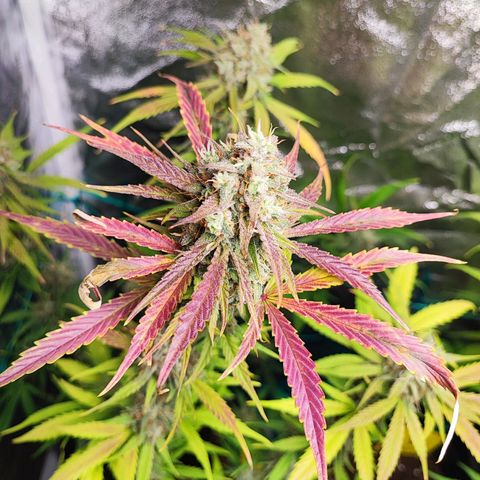 Strawberry Gorilla Auto  growlog timeline photo