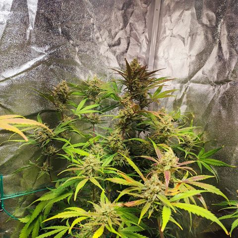 Strawberry Gorilla Auto  growlog timeline photo