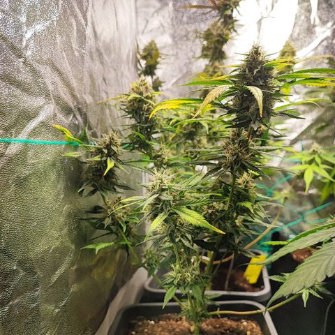Strawberry Gorilla Auto  growlog timeline photo