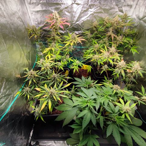 Strawberry Gorilla Auto  growlog timeline photo