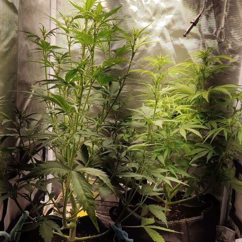 First Lady II growlog timeline photo