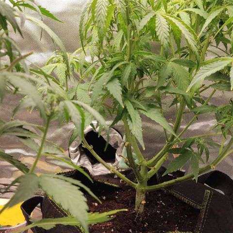 First Lady II growlog timeline photo