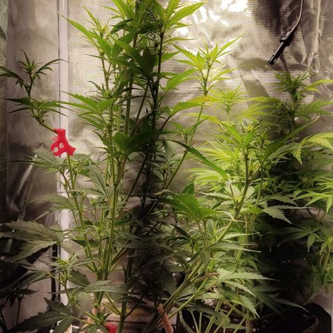 First Lady II growlog timeline photo