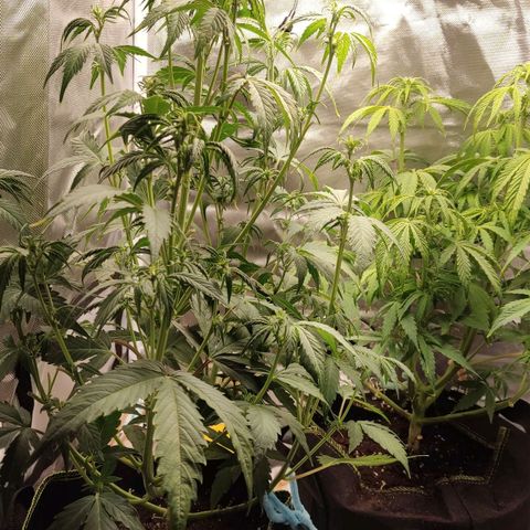 First Lady II growlog timeline photo