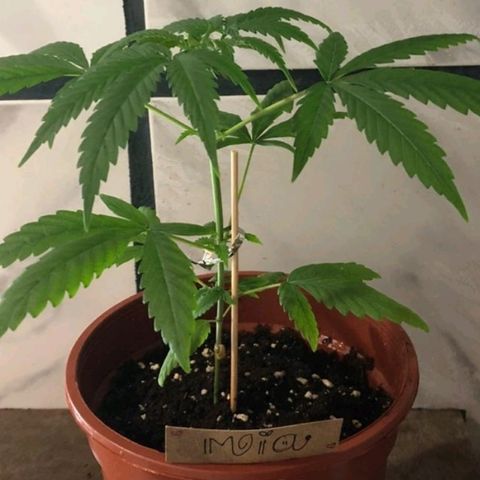 Mia growlog timeline photo