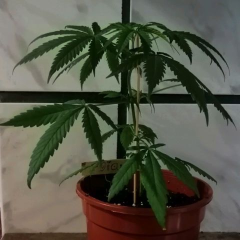 Mia growlog timeline photo