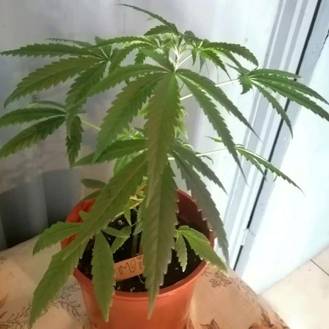Mia growlog timeline photo