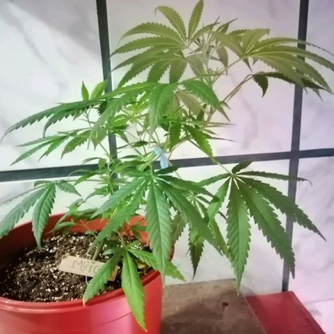 Mia growlog timeline photo