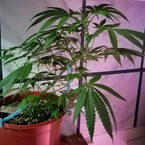 Mia growlog timeline photo