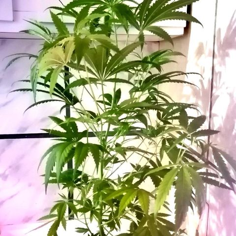 Mia growlog timeline photo