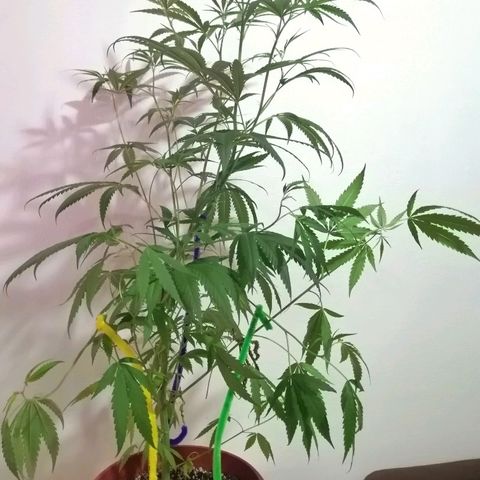 Mia growlog timeline photo