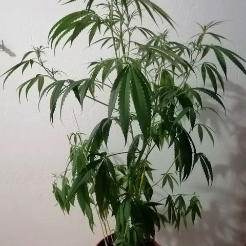 Mia growlog timeline photo