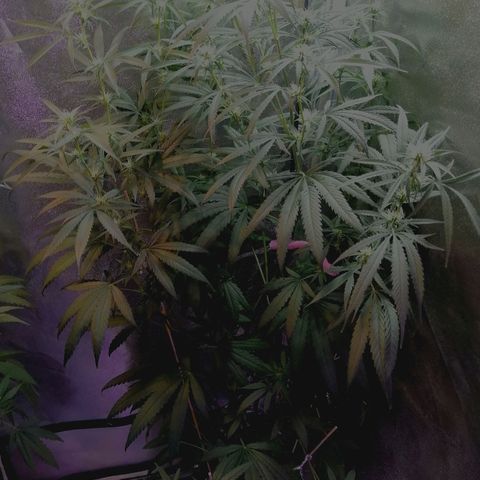 Mia growlog timeline photo