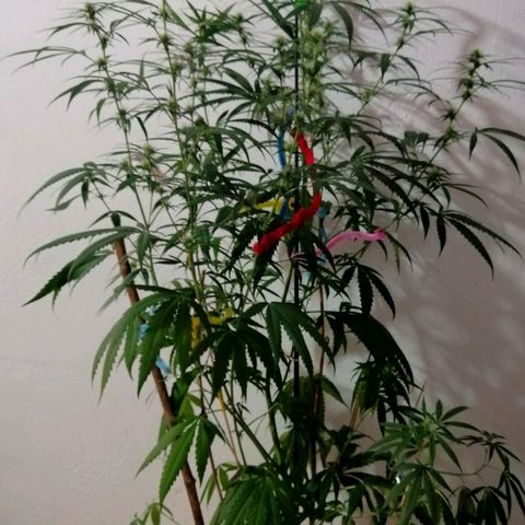 Mia growlog timeline photo