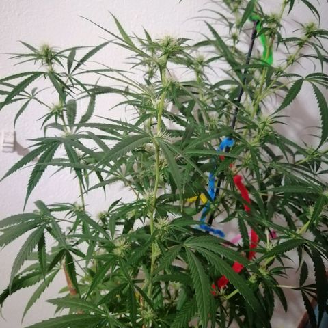 Mia growlog timeline photo