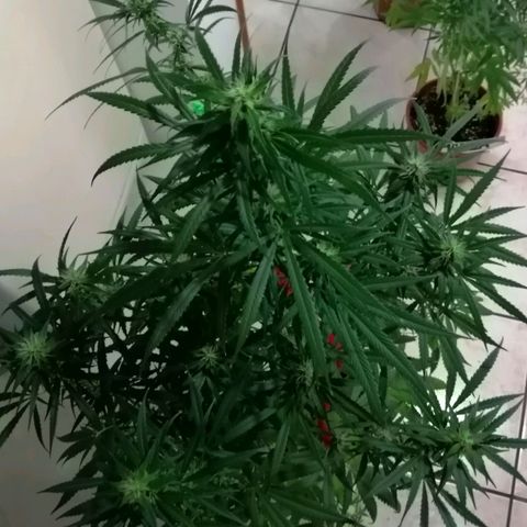 Mia growlog timeline photo