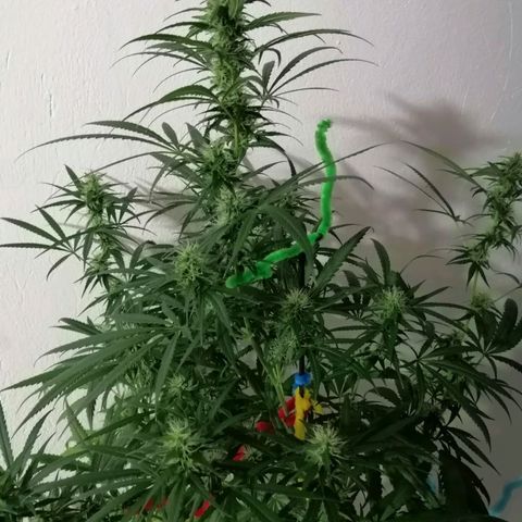 Mia growlog timeline photo
