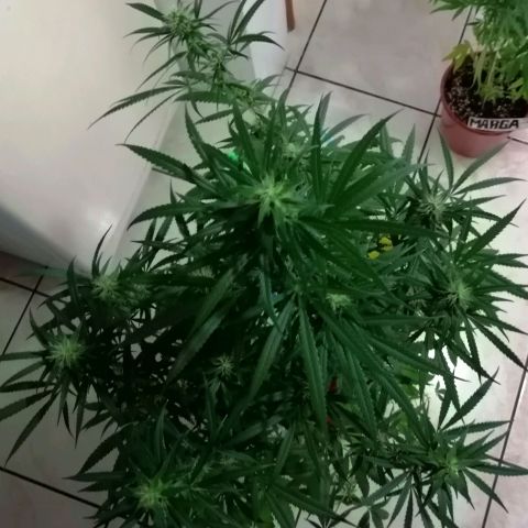 Mia growlog timeline photo