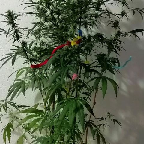 Mia growlog timeline photo