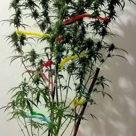 Mia growlog timeline photo