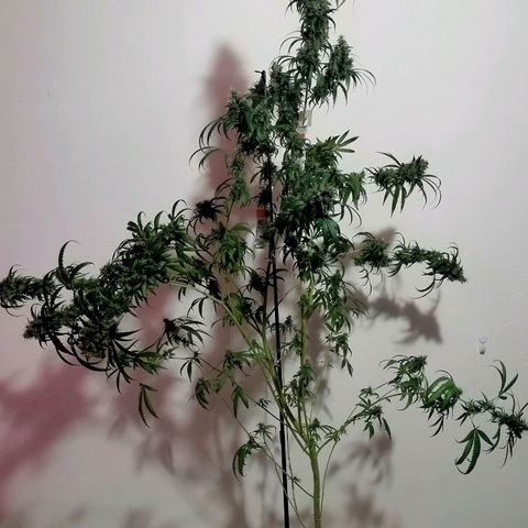 Mia growlog timeline photo