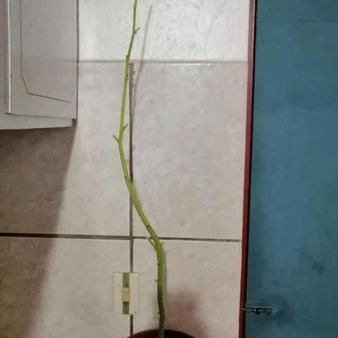 Mia growlog timeline photo