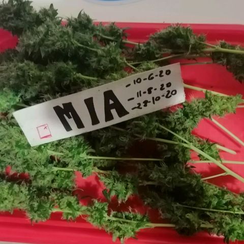 Mia growlog timeline photo