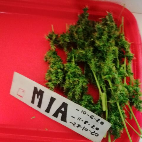 Mia growlog timeline photo