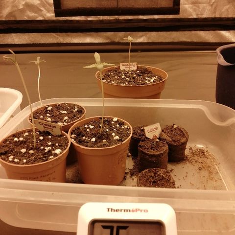 Hulkberry growlog timeline photo