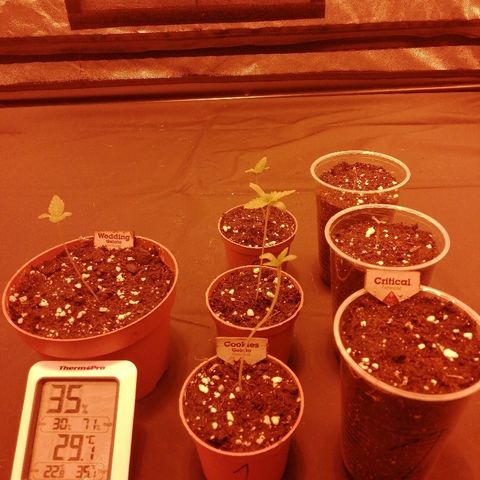 Hulkberry growlog timeline photo