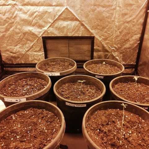 Hulkberry growlog photo: Umgetopft in große Töpfe 