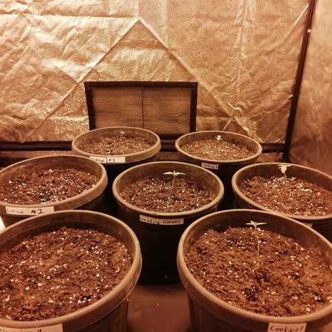 Hulkberry growlog timeline photo
