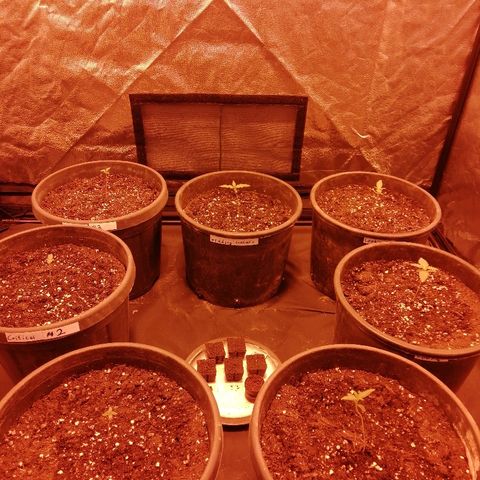 Hulkberry growlog photo: 5 neue Critical + 1 HulkBerry 
