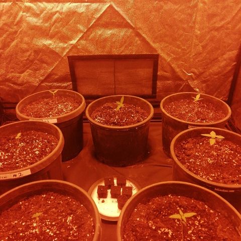 Hulkberry growlog timeline photo