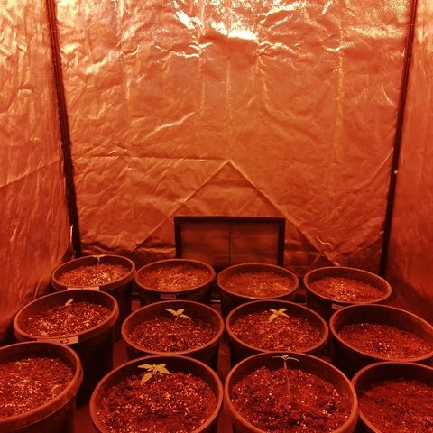 Hulkberry growlog timeline photo