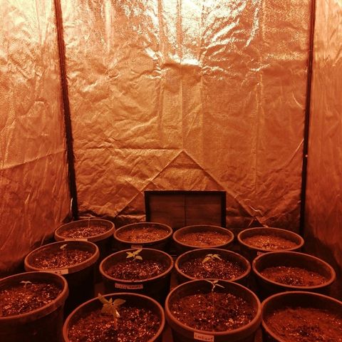 Hulkberry growlog timeline photo