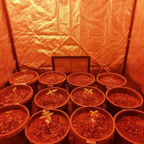 Hulkberry growlog timeline photo