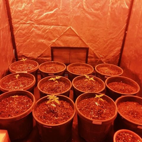 Hulkberry growlog timeline photo