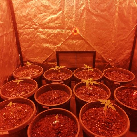 Hulkberry growlog photo: Critical 5-8 sind gestorben😔