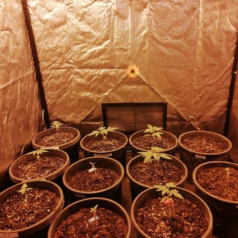 Hulkberry growlog timeline photo