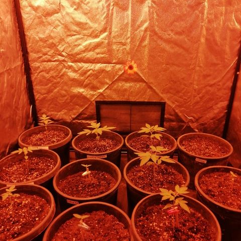 Hulkberry growlog timeline photo
